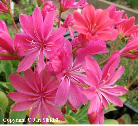 Lewisia Cotyledon-Ryhm 'Sunset-Strain'